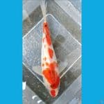 Aigiromo aragoke 19cm
