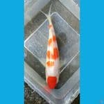 original mantap 19cm