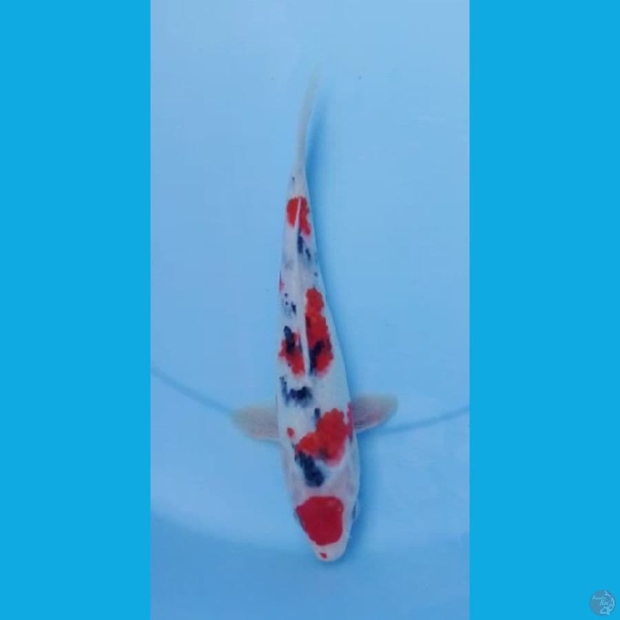Sanke Maruten 22cm