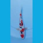 Sanke Maruten 22cm