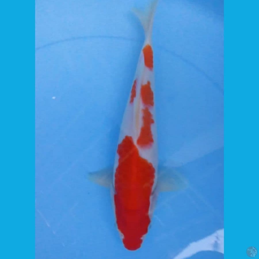 kohaku mantap 24cm