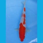 kohaku mantap 24cm