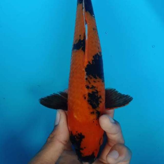 Hiutsuri 