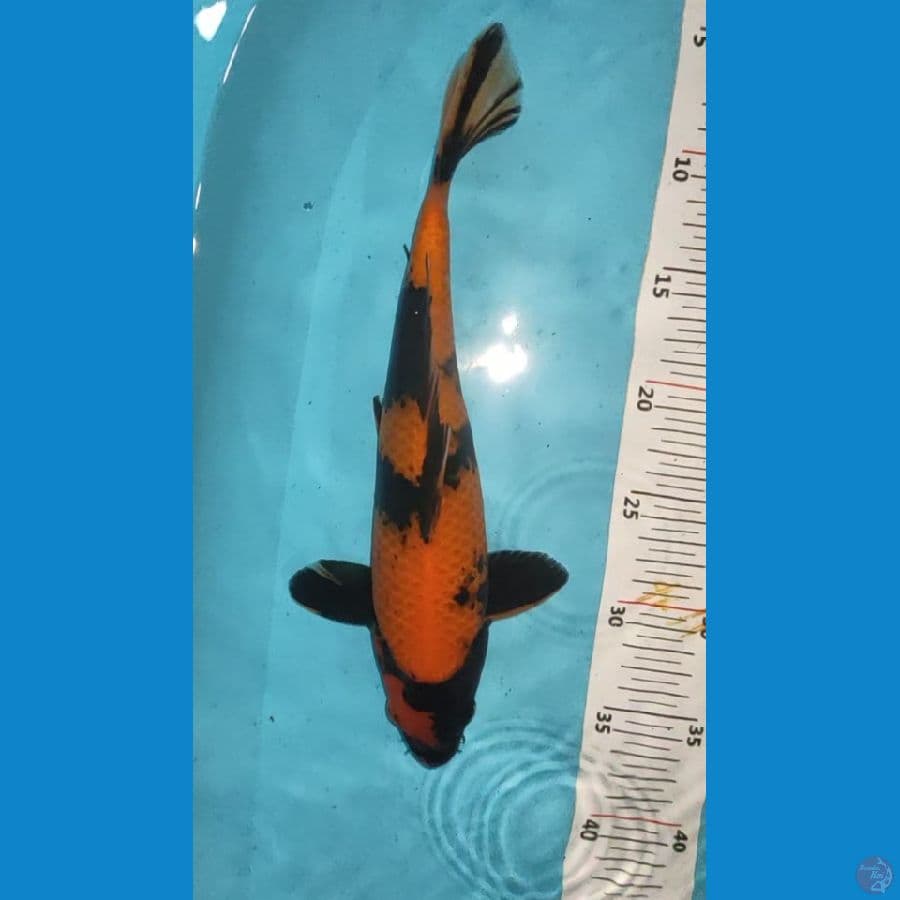 hiutsuri 30 cm
