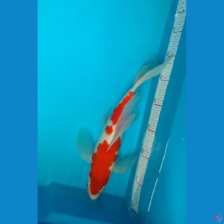 kumpay kohaku gondrong strong 37cm jantan