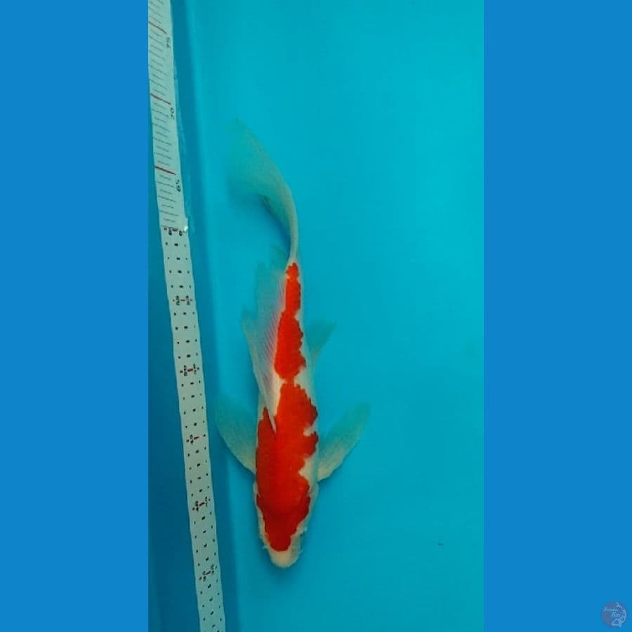 kumpay kohaku gondrong strong 37cm jantan