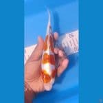 doitsu koromo 23 cm 