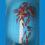 paket kohaku 40ekor 11-19cm