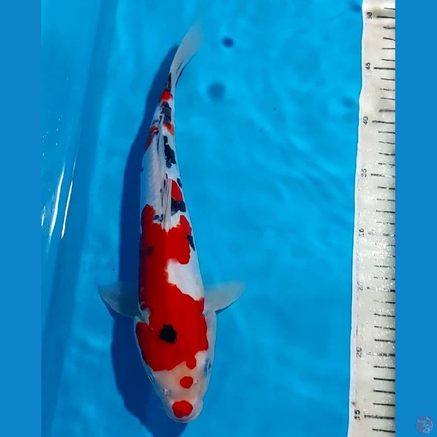 SANKE DOITSU 32 CM