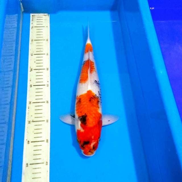 Sandan showa bakat jumbo 