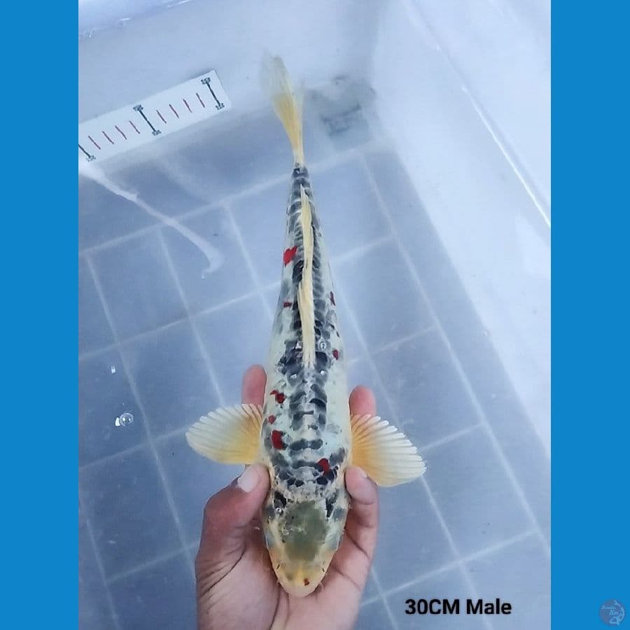 Sakura Kikokuryu 30 Male