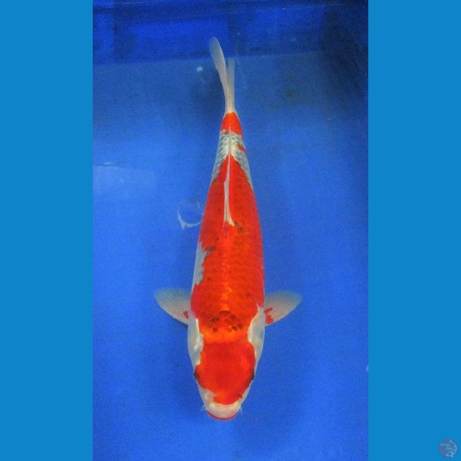 goshiki ±35cm