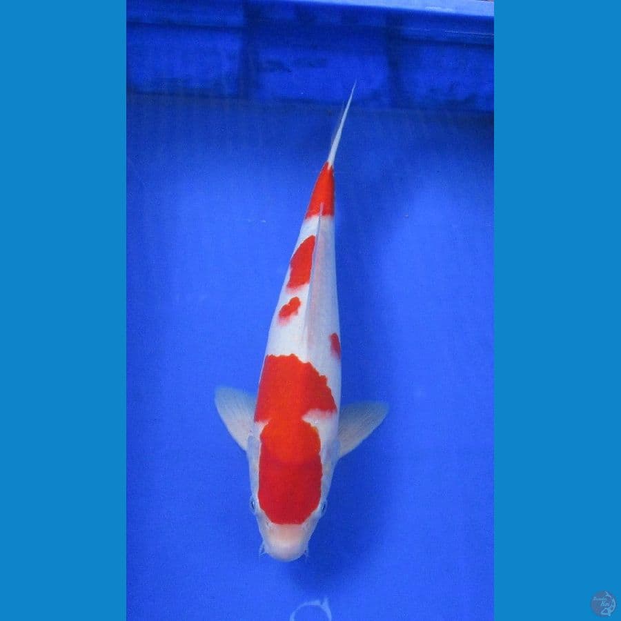 kohaku ±36cm