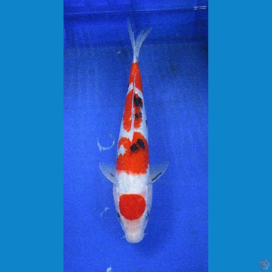 sanke ±35cm