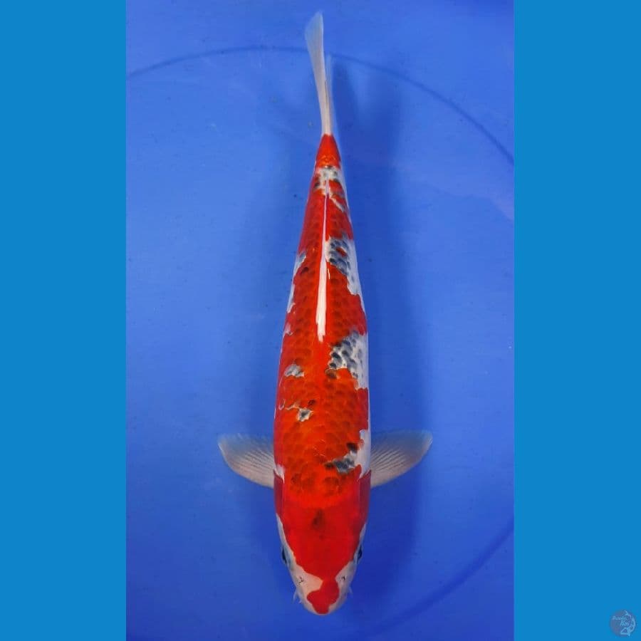 GOSHIKI 35cm