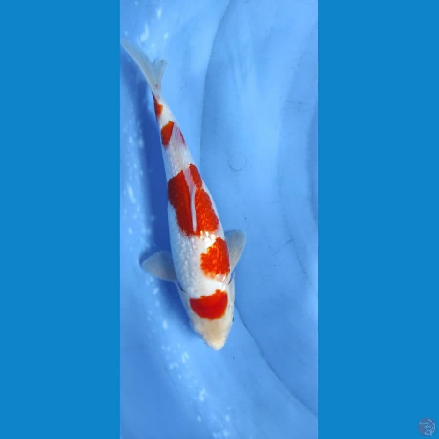 kohaku ginrin 27cm