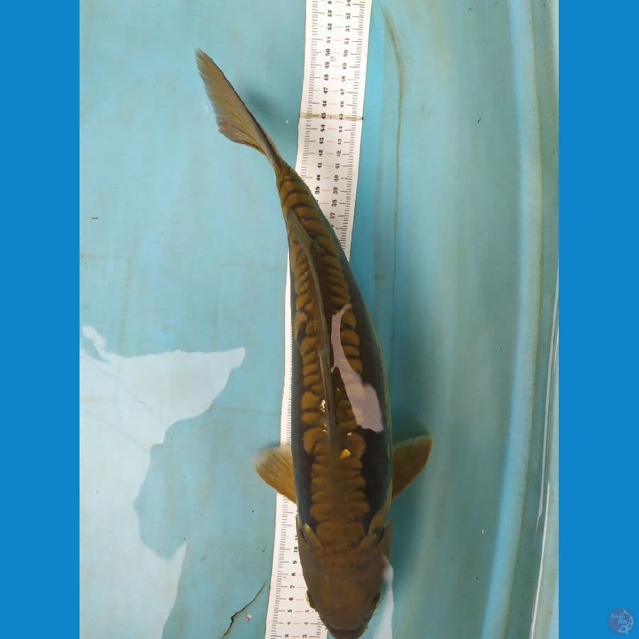 midori aragoke 44cm jantan