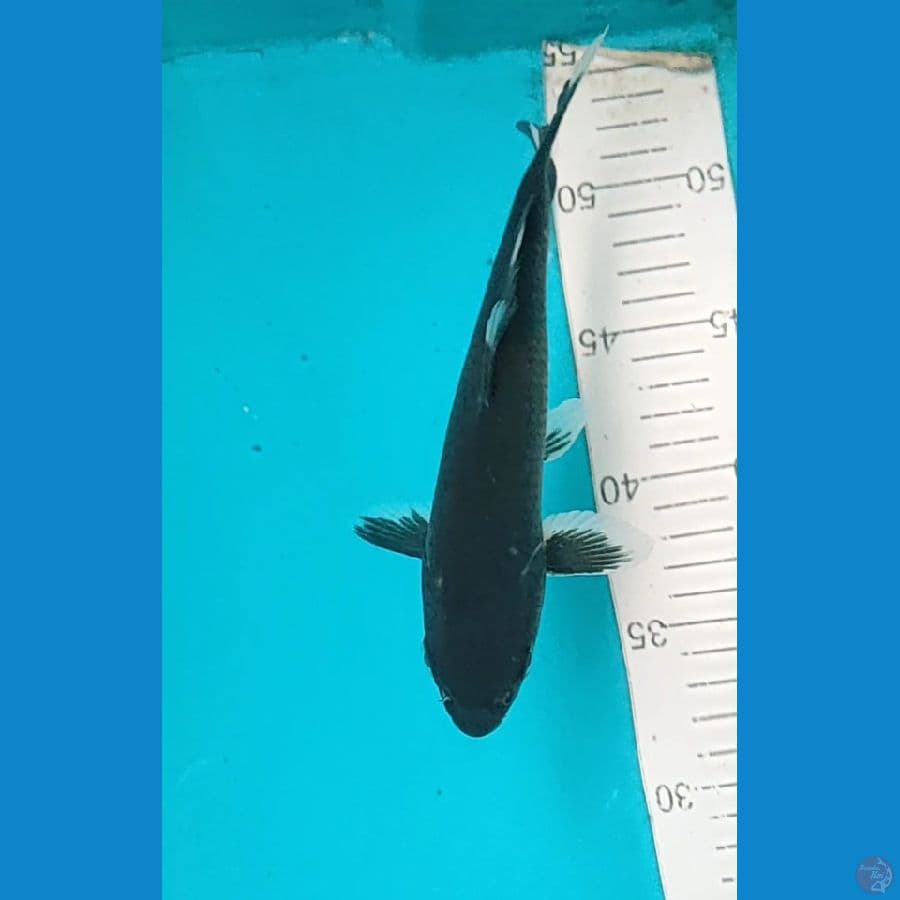 karasu 20 cm