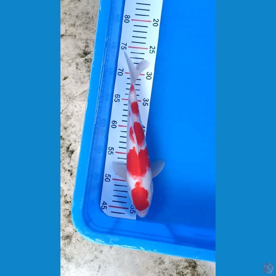 Godan Kohaku 30cm Jantan Original