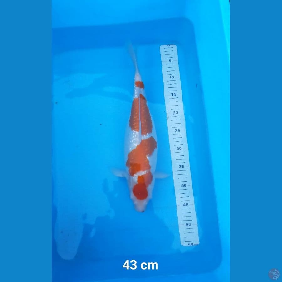 Kohaku Ginrin padat