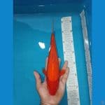1 ekor Benigoi 30 cm tembus perut