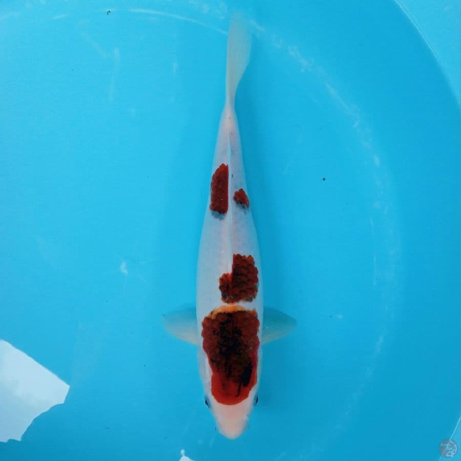 AI GOROMO SUPER CLEAN 35CM