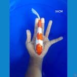 Kohaku Doitsu 20CM
