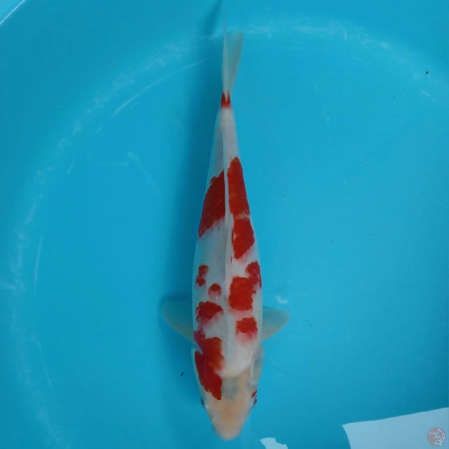 SAKURA KOHAKU MANTAP 37CM