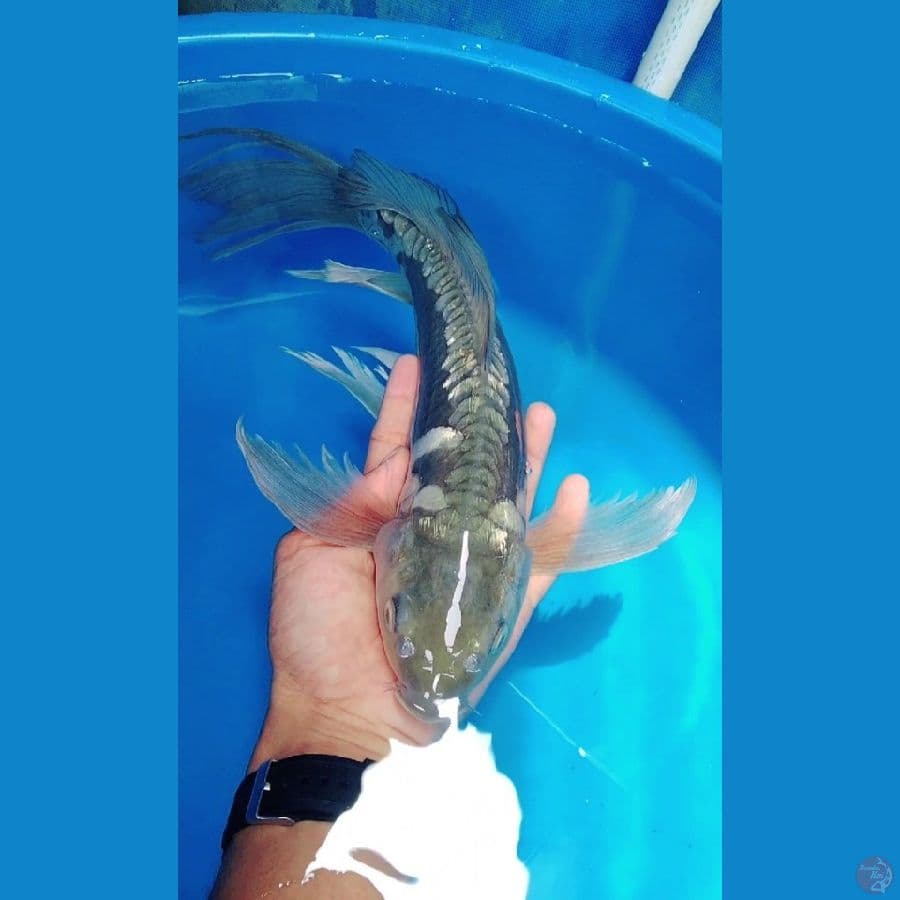 kumpay aragoke ginrin 40cm male