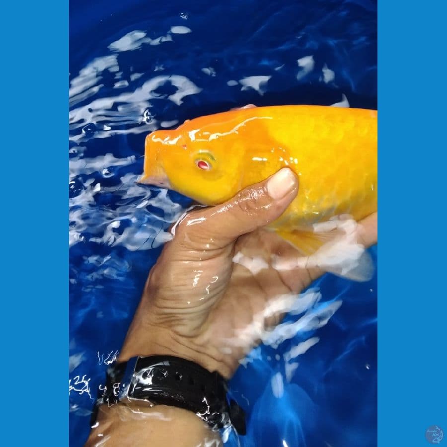 karasi lemon mata merah 40cm