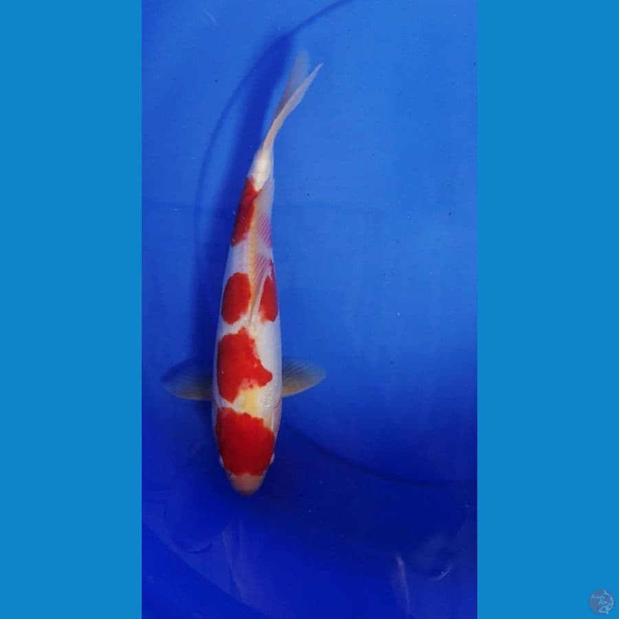 ° Kohaku Doitsu °