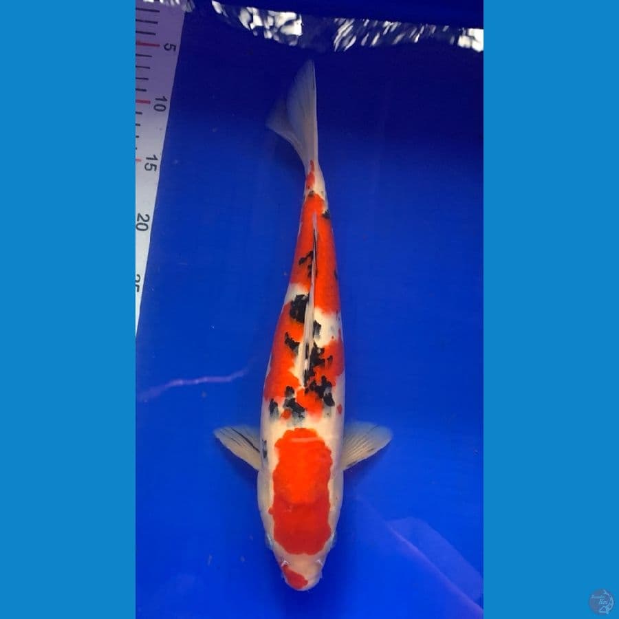M38 cm