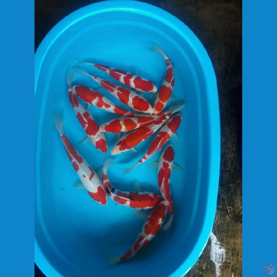 Kohaku Sanke 27-34cm (13ekor)
