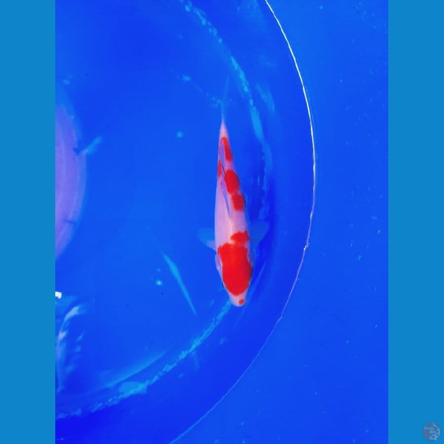 kohaku 17 cm 