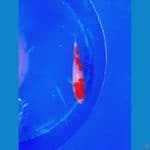 kohaku 17 cm 