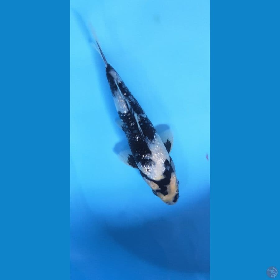 SHIRO GINRIN 27CM MALE