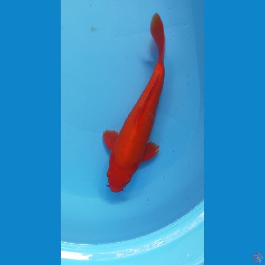 BENIGOI 28CM MALE