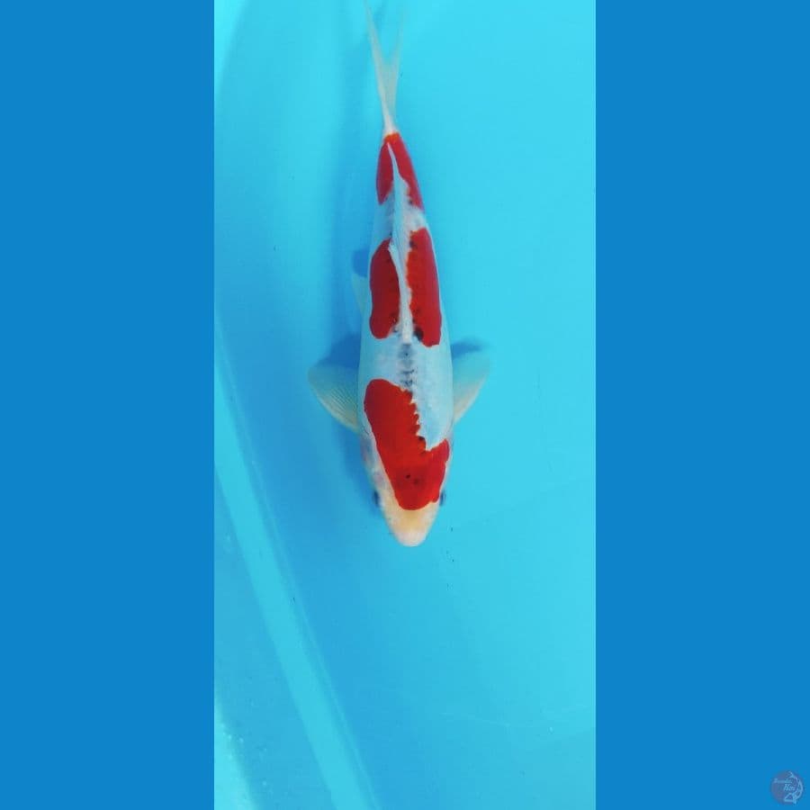GHOSIKI DOIT 28CM MALE