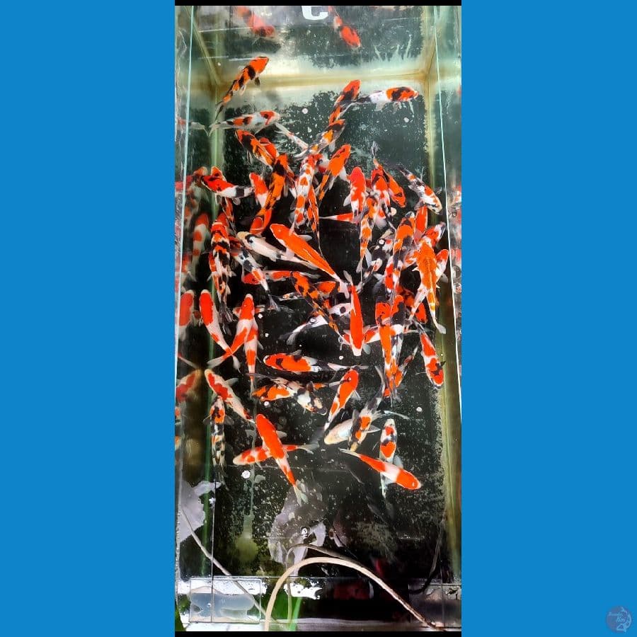 MIX GRADE A 16 21 cm.. 70 ekor