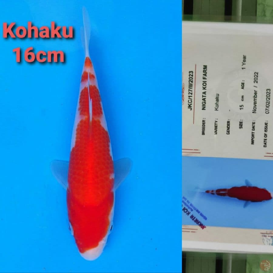 NIGATA KOHAKU 16CM SERTI
