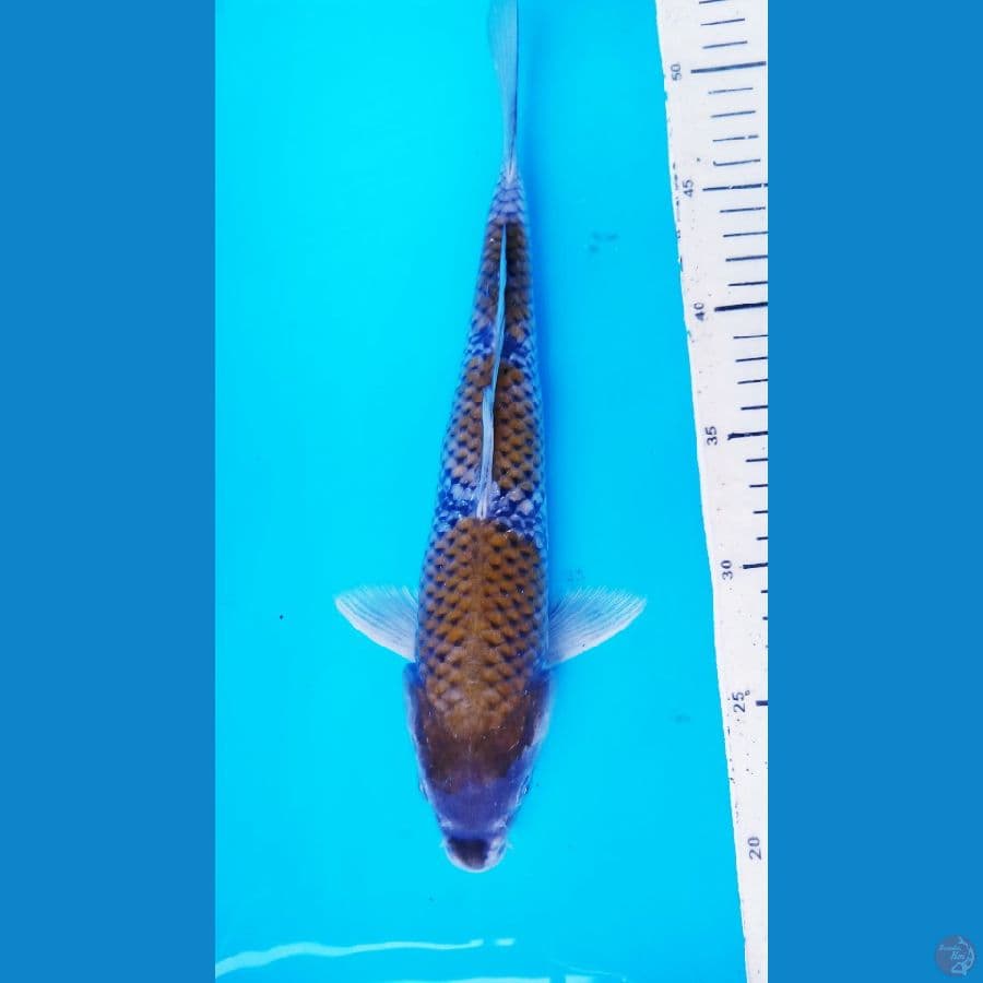 OCHIBA 31 CM / M