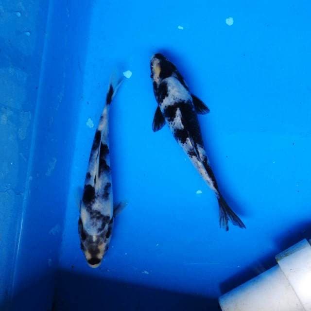 Duo Shiro F1