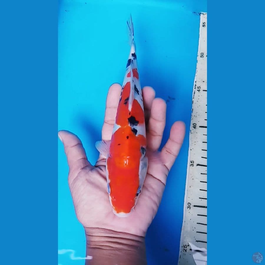 SANKE DOITSU ARAGOKE 23 CM / F