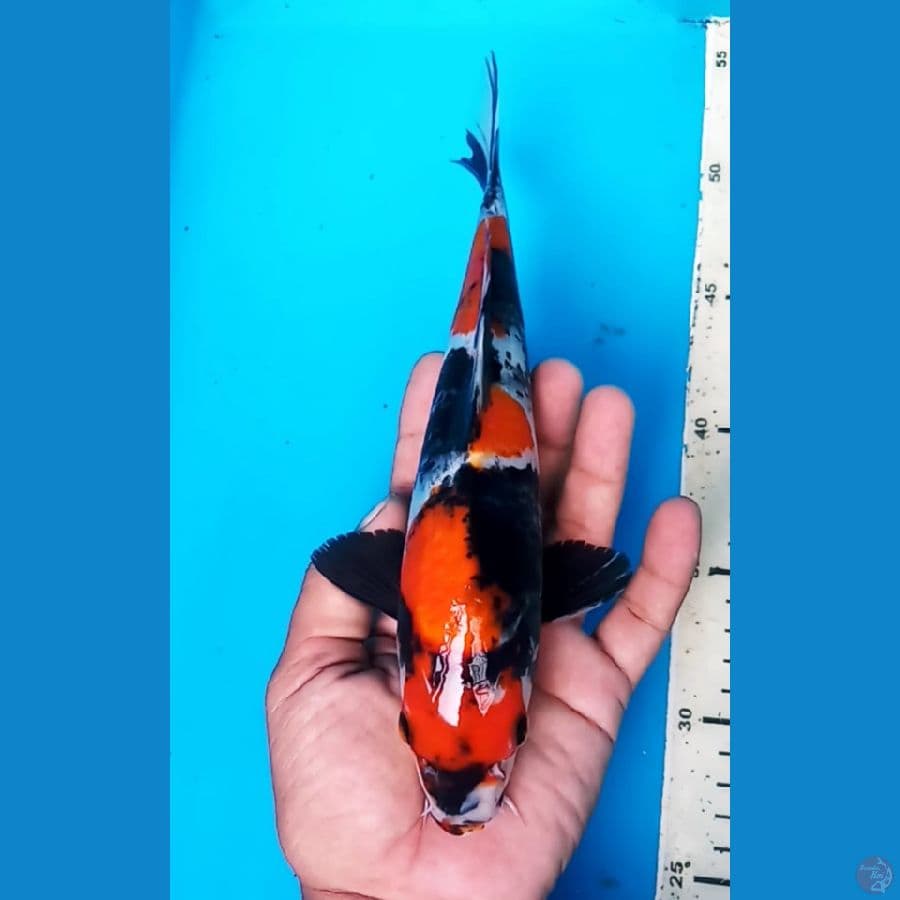 SHOWA 24 CM /F