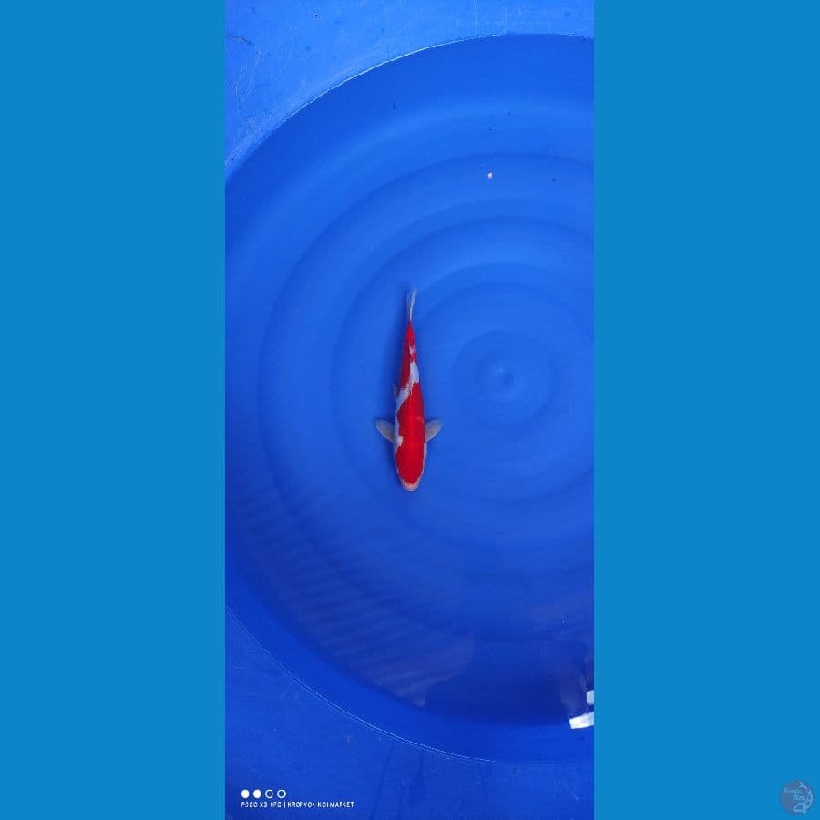 kohaku Doitsu