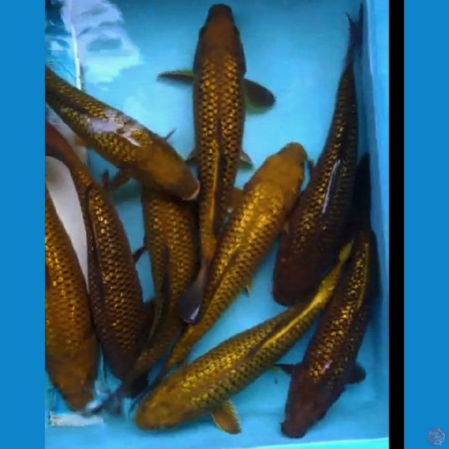 Paket 9 ekor chagoi full ginrin rata 25-28 cm bakat punuk