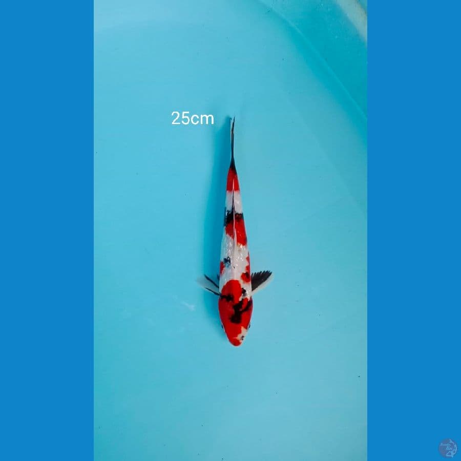 Showa Ginrin 25cm