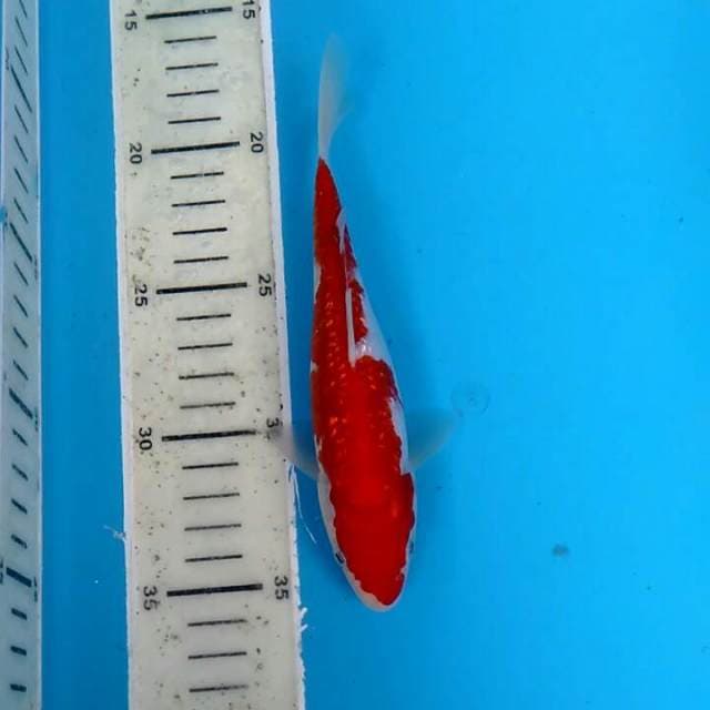 Kohaku.gindrin.size.20bu