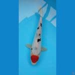 tancho doitsu 31