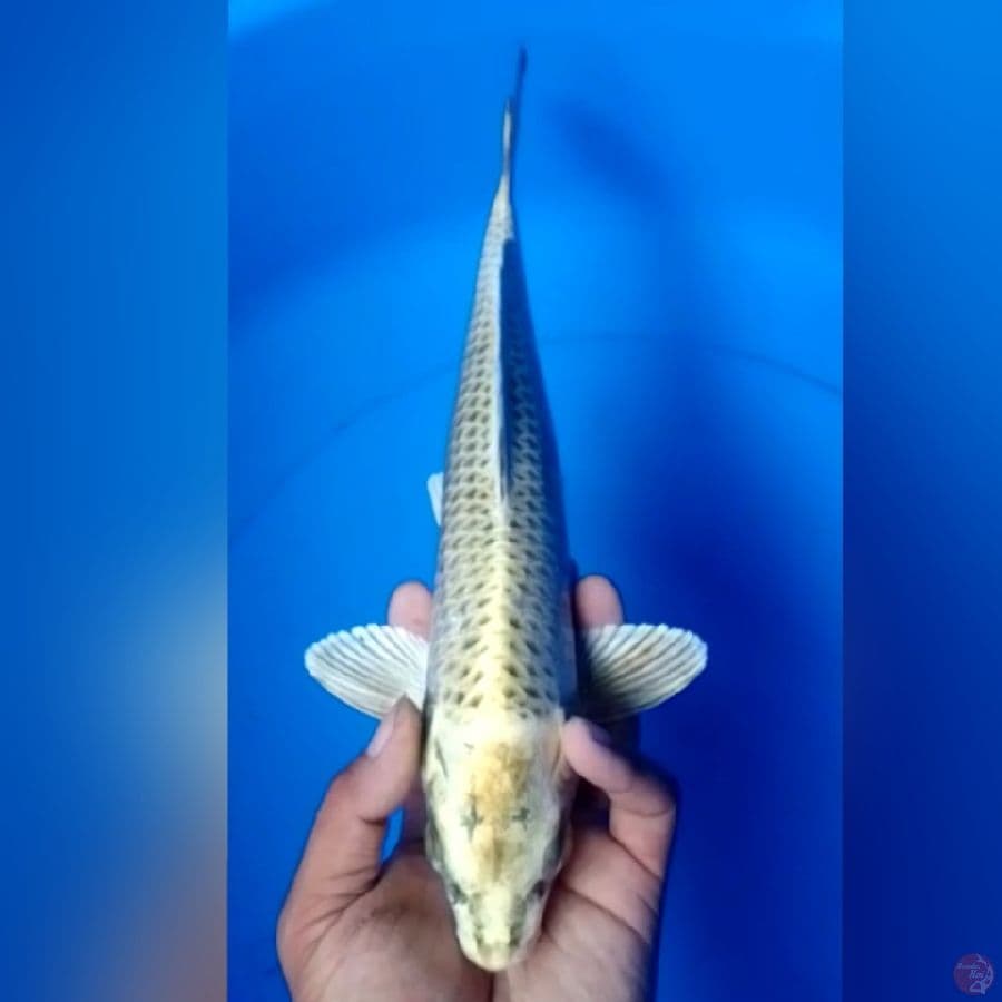 MUKASI 34CM